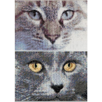 541А Кошки Джек+Луна